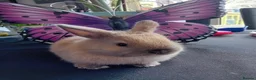 Lionhead rabbits for sale: Pure breed Lionhead  - Advert 35