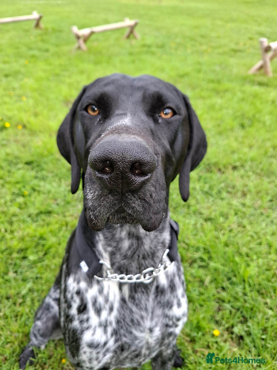 German Shorthaired Pointer dogs for sale: GSP Seeking Forever Home - Image 3