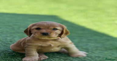 Cocker Spaniel dogs in Newport - Advert 3