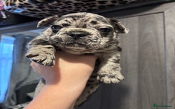 French Bulldog dogs for sale: French bulldog puppies  - Image 24