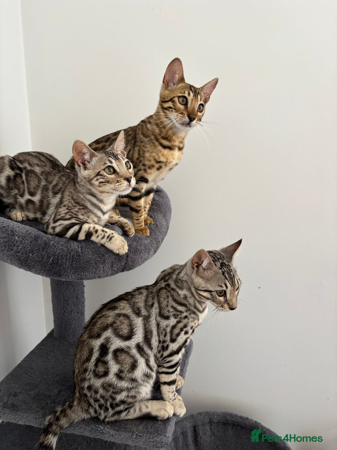 Bengal cats for sale: Stunning TICA registered bengal kittens  in Huntly - Image 1