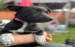 Mixed Breed dogs for adoption: ISSY, a Lovely little puppy girl for a Loving Home - Image 2