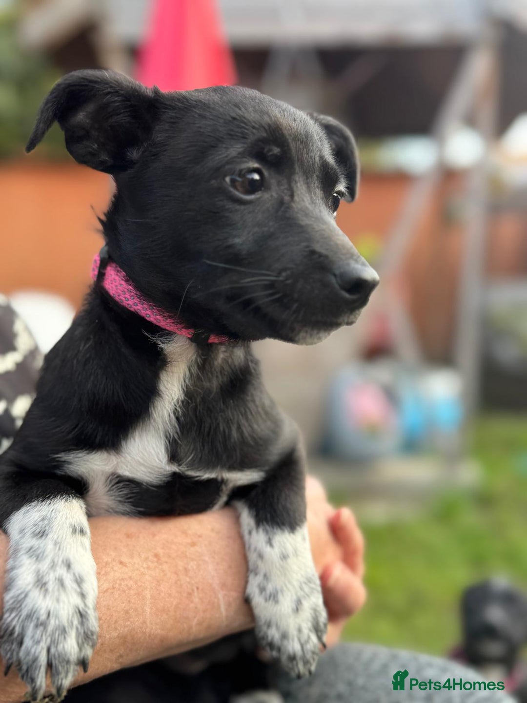 Mixed Breed dogs for adoption: ISSY, a Lovely little puppy girl for a Loving Home - Image 2