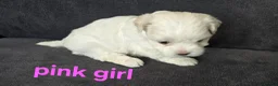 Maltese dogs for sale: ⭐️KC registered Maltese puppies⭐️ - Advert 17