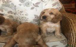 Cocker Spaniel dogs for sale: 4 stunning cocker spaniel puppies  - Image 2