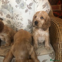 Cocker Spaniel dogs - Advert 2