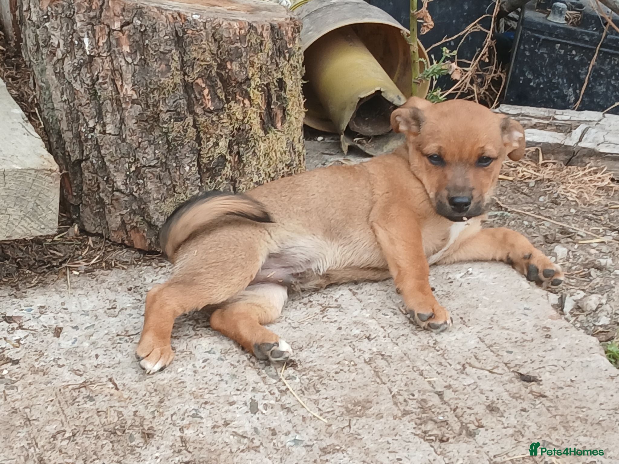 Jack Russell dogs Just 1 terrier boy left £450 each - Advert 10