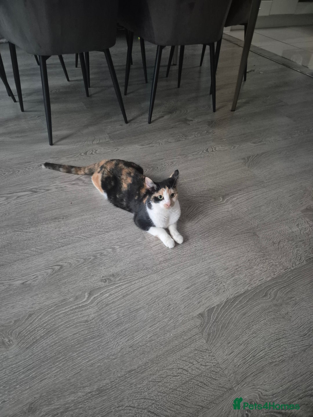 British Shorthair cats for sale: Selling cats  - Advert 1