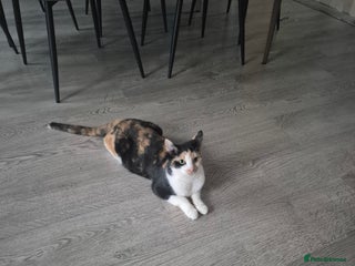 British Shorthair cats Selling cats - Advert 1