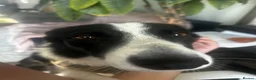 Border Collie dogs for sale:  A 2-Year Sweet & Smart Border Collie - Advert 9