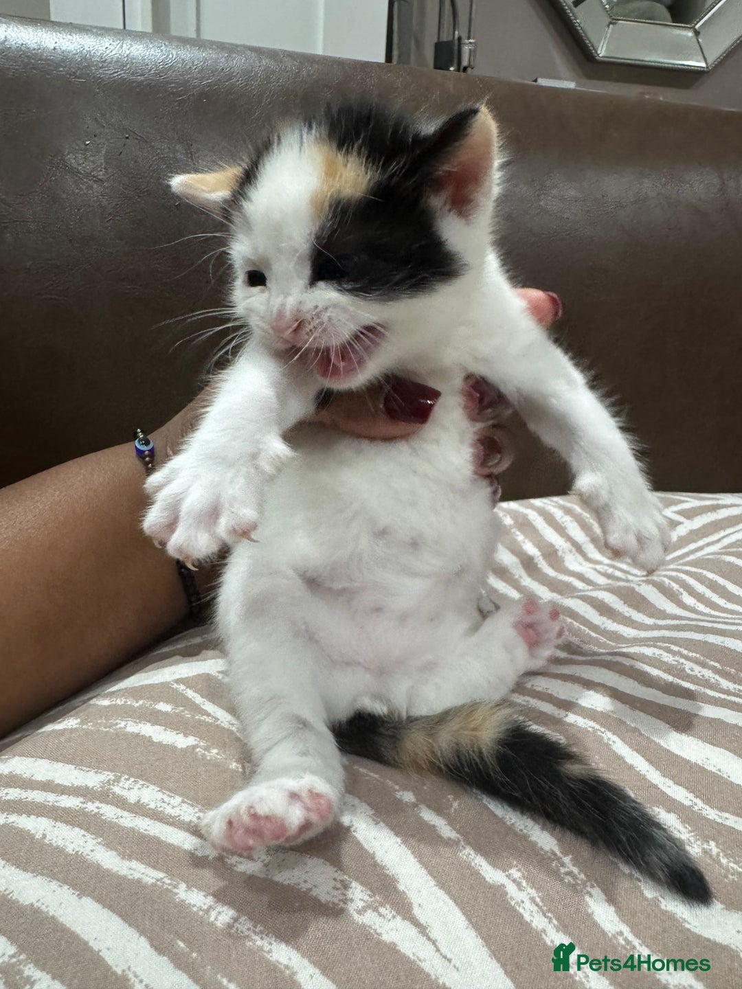 British Shorthair cats for sale: British Shorthair Kittens – Black & White & Beige - Image 13