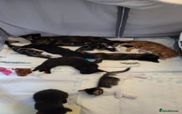 Mixed Breed cats for sale: Kittens Ready Now - Image 1