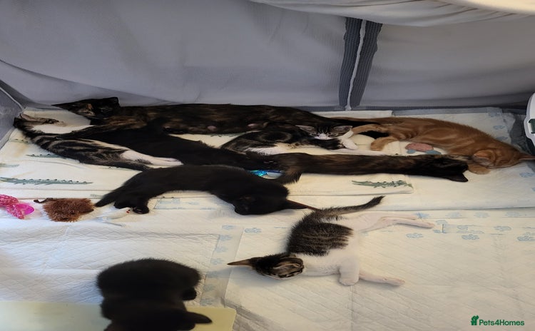 Mixed Breed cats for sale - Advert 1