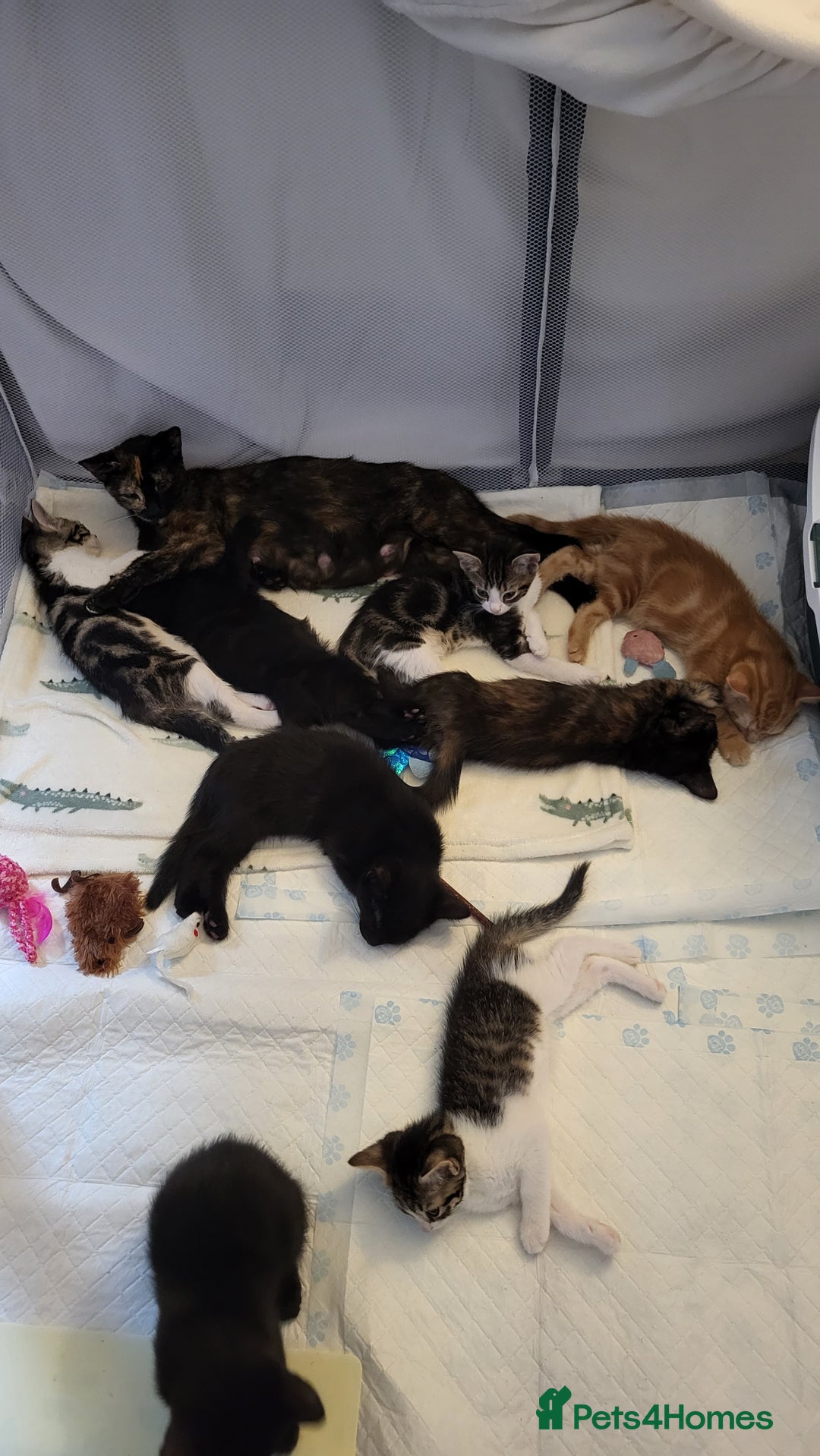 Mixed Breed cats for sale: Kittens Ready Now - Image 1