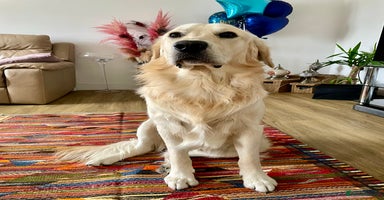 Golden Retriever dogs in Horsham - Advert 4