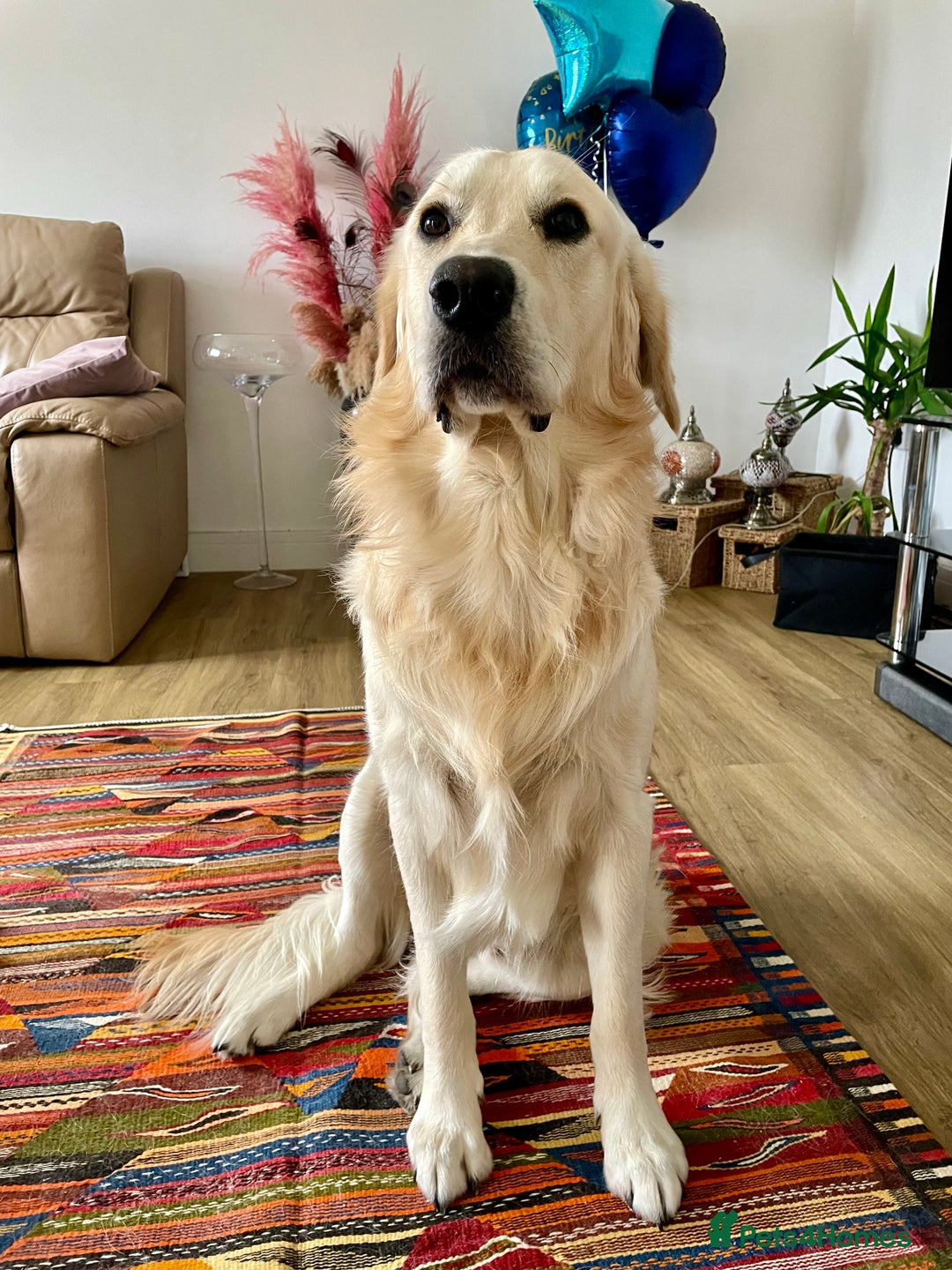 Golden Retriever dogs for stud: Milo - Golden Retriever for stud in Horsham - Image 2