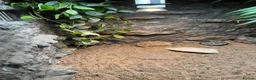 Tortoise reptiles for sale: leopard tortoise with terrarium - Advert 4