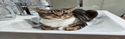 Mixed Breed cats for sale: Cupcake and Pudding - 2yo sibling cats - Advert 7