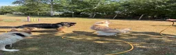 German Shepherd dogs for sale: Apricot/Cream GSD FEMALE  - Advert 18