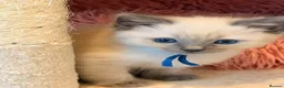 Ragdoll cats for sale: Last Blue point boy ragdoll kitten READY NOW!! - Advert 21