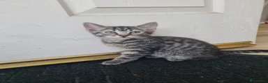 Kitten 1