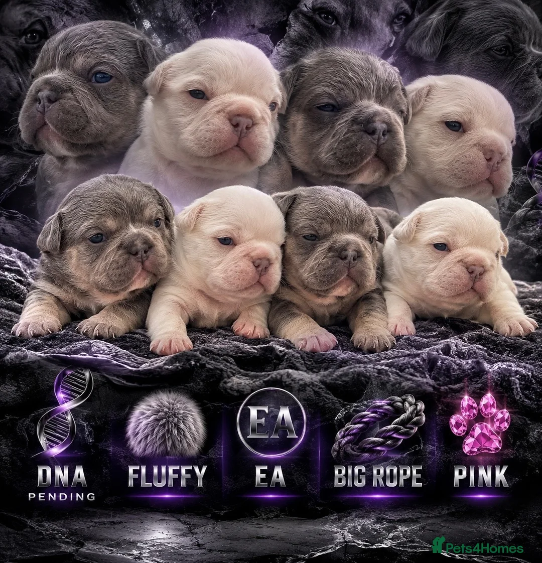 French Bulldog dogs for sale:     💎 Premium French Bulldog Puppies   in Poole - Advert 1
