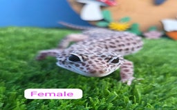 Leopard Gecko reptiles for sale: Leopard Gecko Breeding Pair Proven Male Female - Image 6