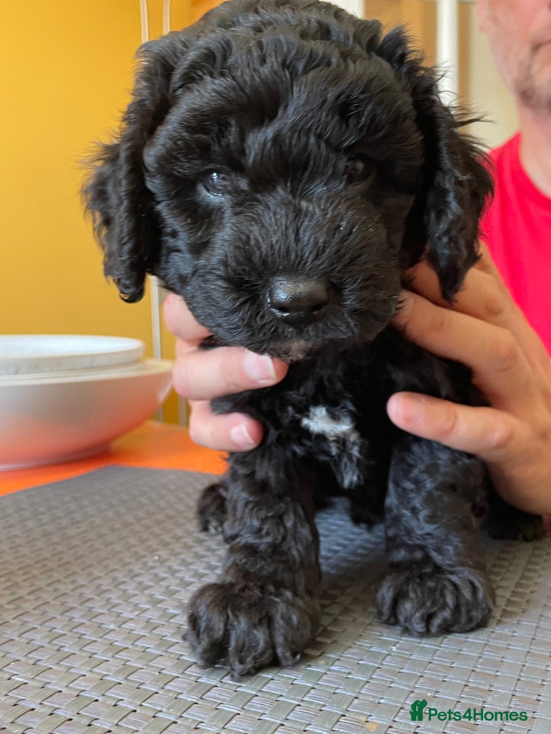 Sproodle dogs for sale: 1 Gorgeous F2 Sproodle Girl FULLY Vaccinated - Image 11