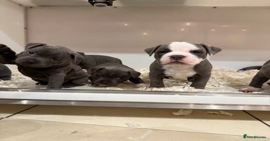 Staffordshire Bull Terrier dogs - Advert 10
