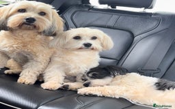 Havanese dogs for sale: Two Beautiful Havanese Male puppies  - Advert 8