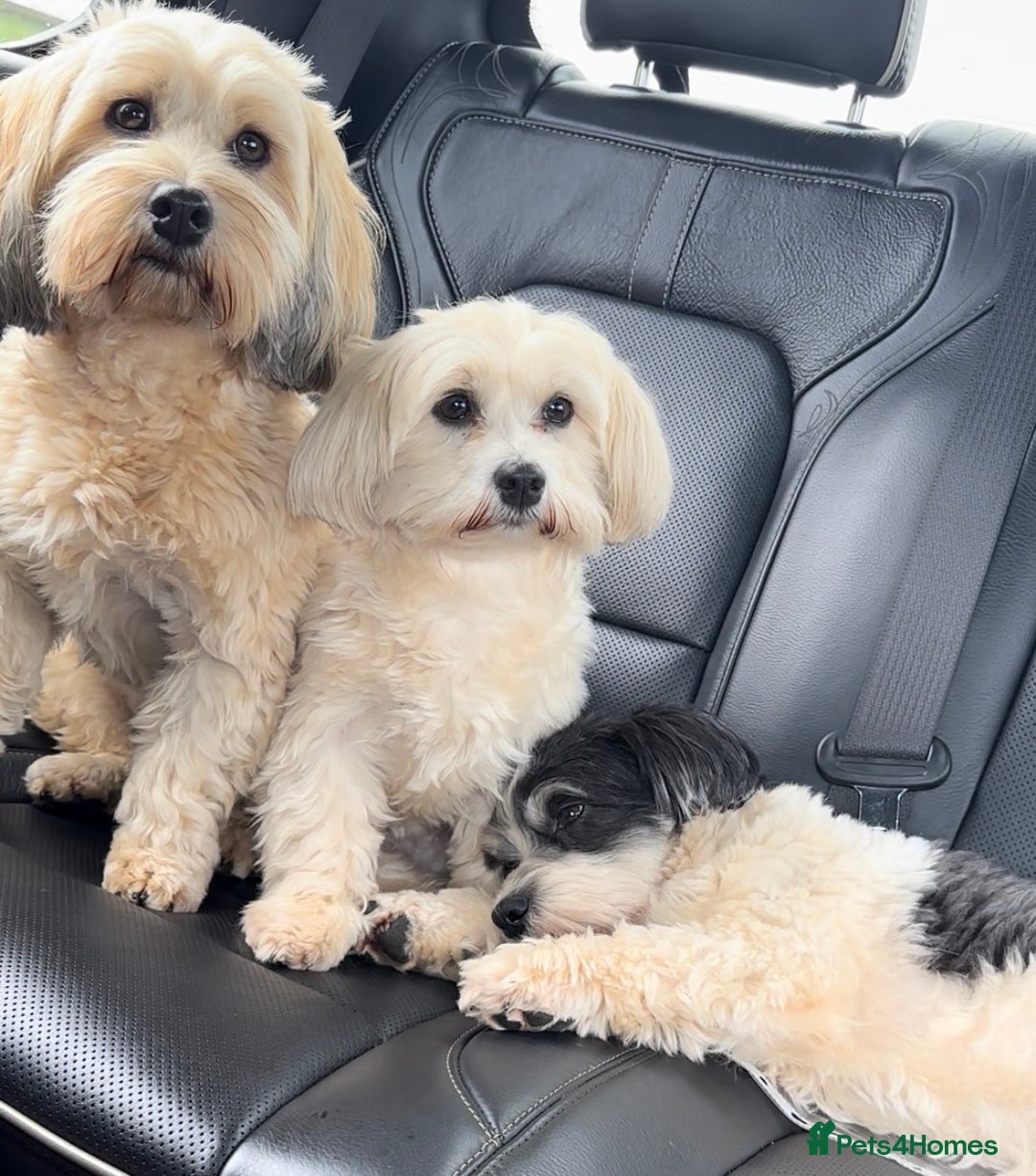 Havanese dogs for sale: Two Beautiful Havanese Male puppies  - Advert 8