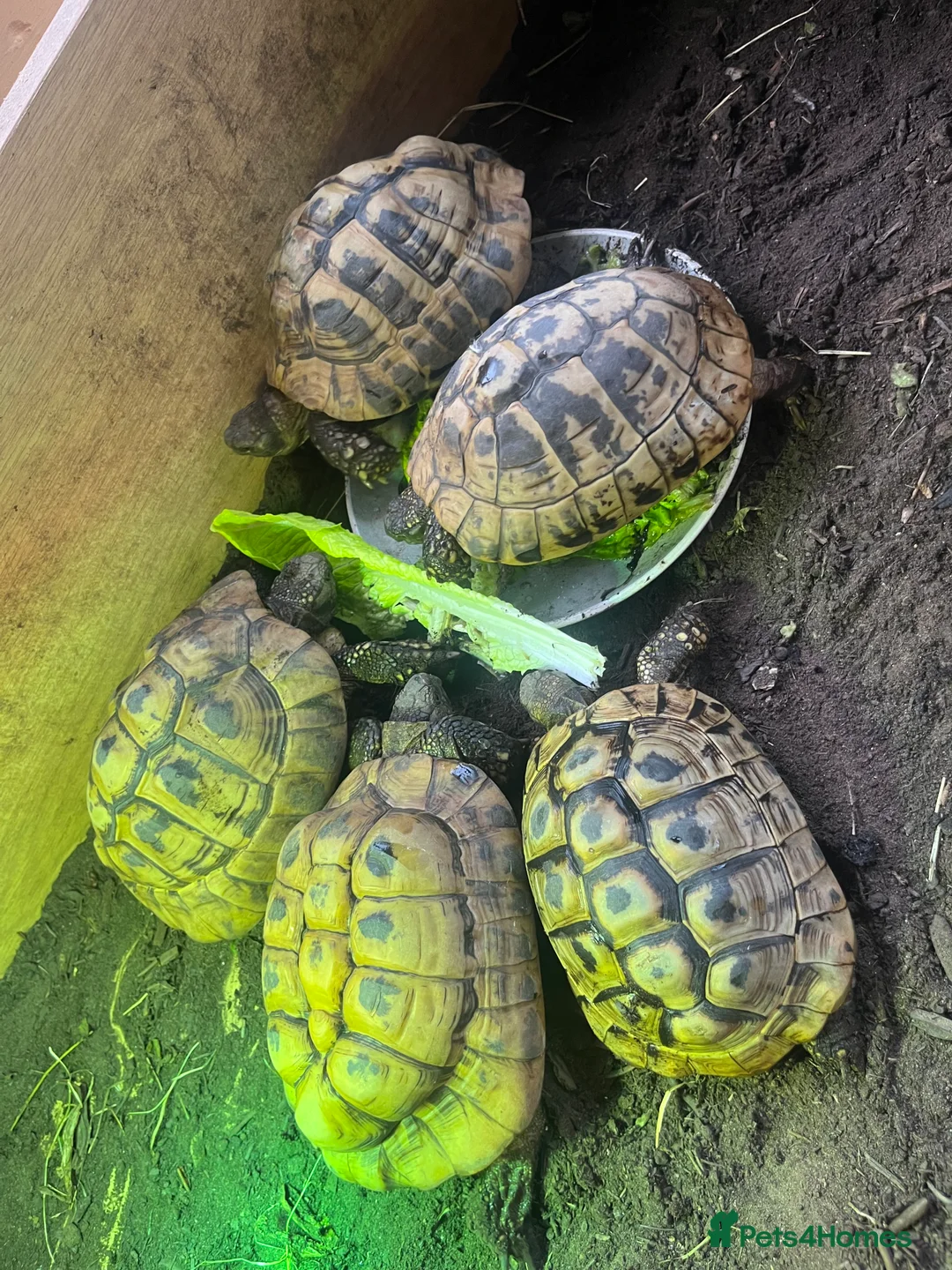 Hermann Tortoise reptiles for sale: Group of Hermann’s tortoise for sale - Advert 2