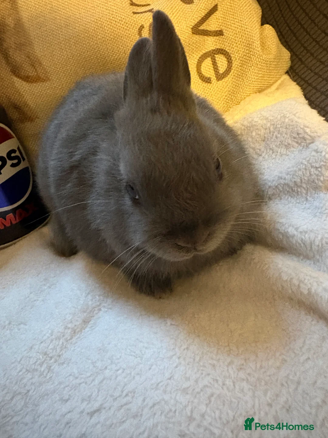 Netherland Dwarf rabbits for sale: Blue Netherland Dwarf Rabbit - Advert 1