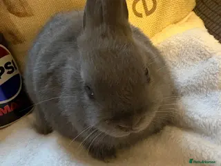 Netherland Dwarf rabbits Blue Netherland Dwarf Rabbit - Advert 1