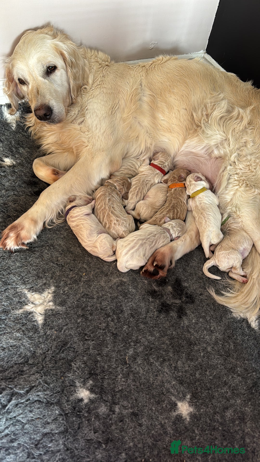 Mini Goldendoodle dogs for sale: Stunning F1 Mini Goldendoodles  - Image 14
