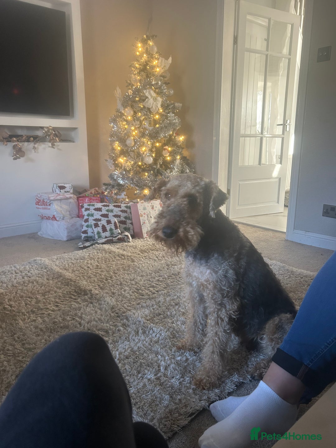 Airedale Terrier dogs for sale: Quality KC registered female puppy available  - Advert 2