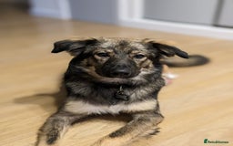 Mixed Breed dogs for adoption: Meet Little BEAR, a Lovely but naughty Boy... - Image 14