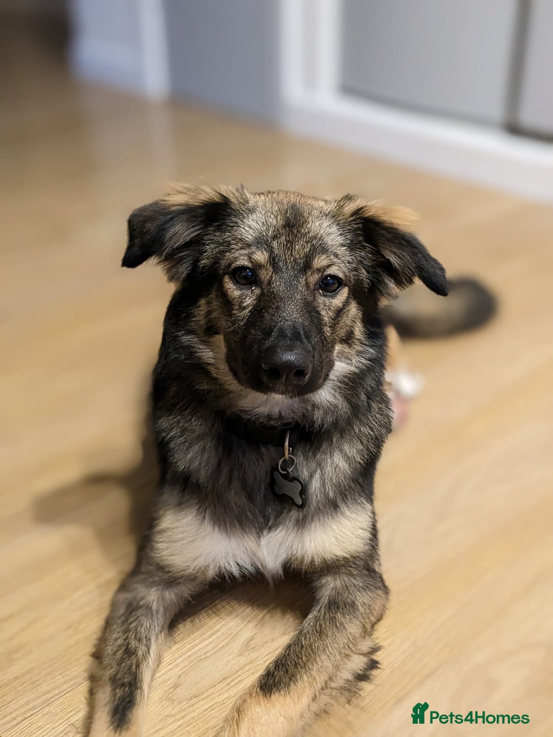 Mixed Breed dogs for adoption: Meet Little BEAR, a Lovely but naughty Boy... - Image 14