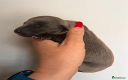 Whippet dogs for sale: Lovely petite Whippets - Image 25