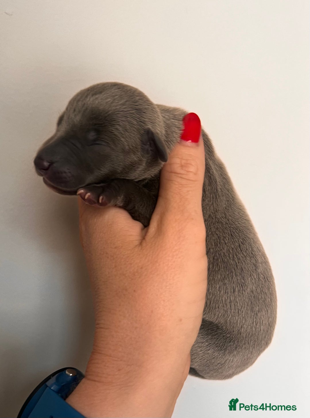 Whippet dogs for sale: Lovely petite Whippets - Image 25