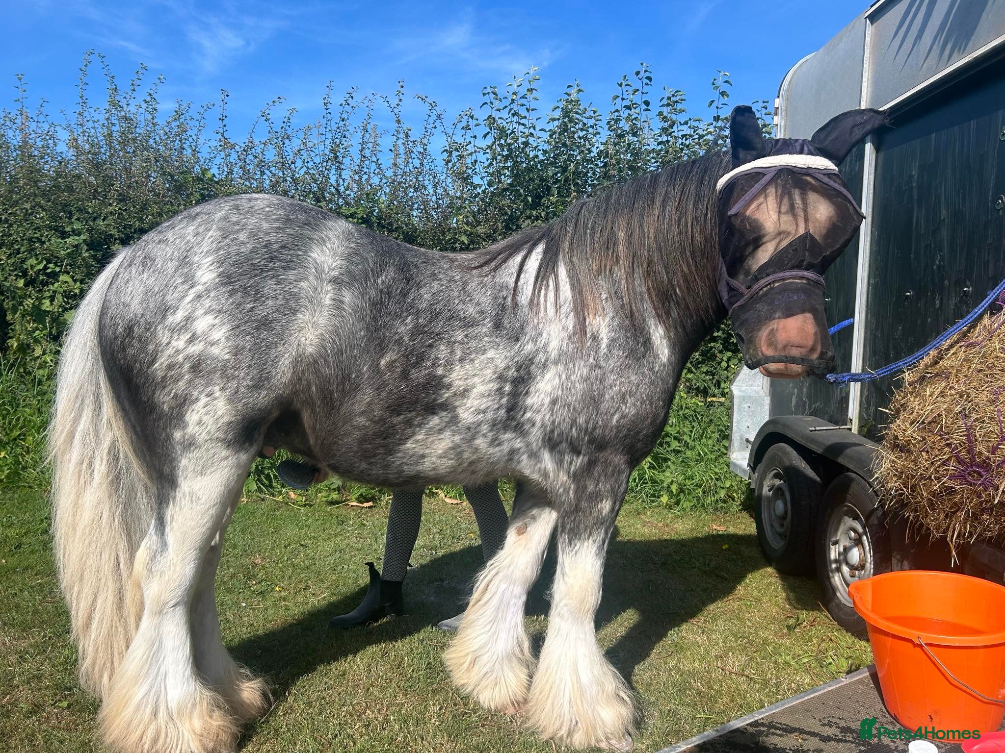 Irish Cob horses for sale: Norman  - Advert 26