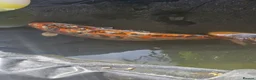 Koi Carp fish for sale: Mix of koi carp/sturgeon and tench for sale in Leeds - Advert 6