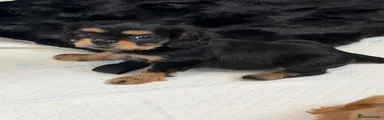 Black and Tan male 