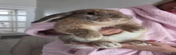 Mini Lop rabbits for sale: Mini french lop  - Advert 1