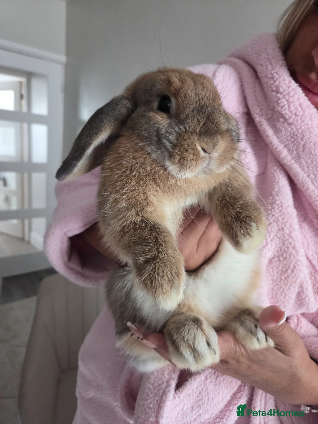 Mini Lop rabbits for sale: Mini french lop  - Advert 1
