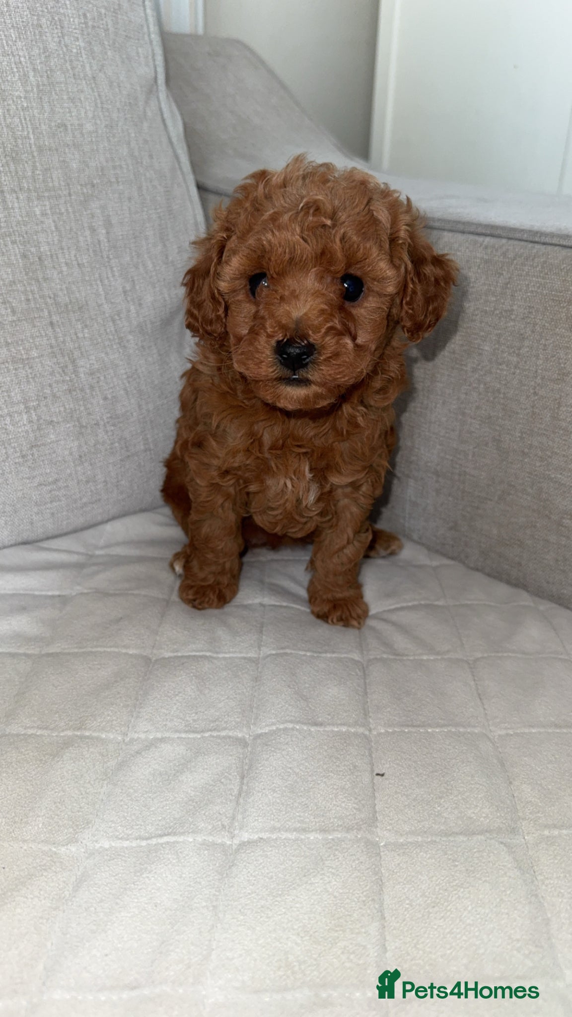 Toy Poodle dogs Toy/Asian red poodles! 🐶 READY NOW!! - Advert 2