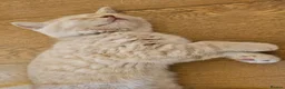 British Shorthair cats for sale: Champion lines British Shorthair kittens  - Advert 20