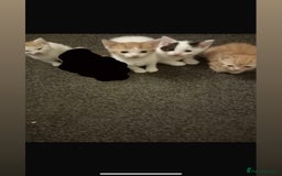 Domestic Shorthair cats for sale: 4 beautiful kittens for sale  - Image 1