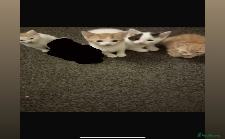 Domestic Shorthair cats - Advert 11