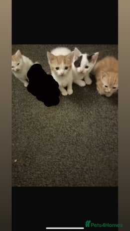 Domestic Shorthair cats - Advert 4